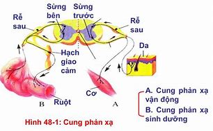 Sách Liệu Pháp Phản Xạ Thần Kinh